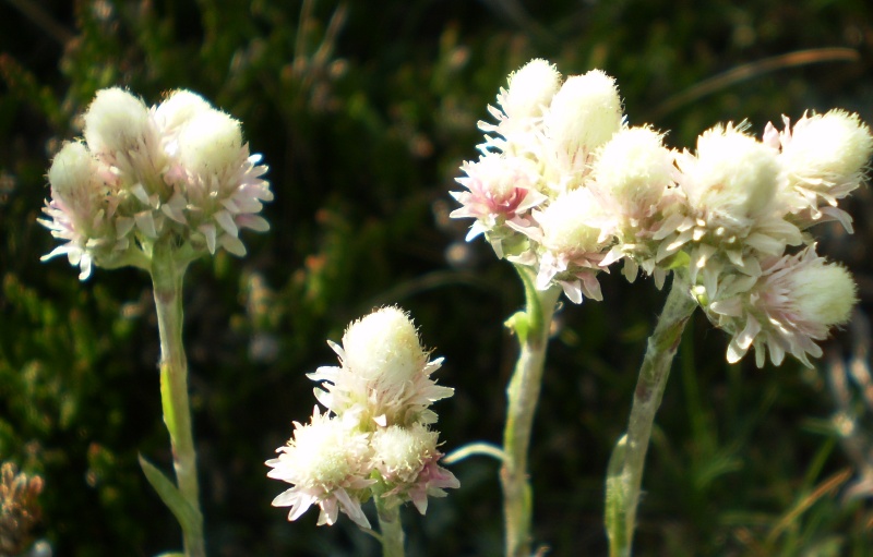 (Alpi Apuane, MS)  Antennaria dioica / Sempiterni di montagna